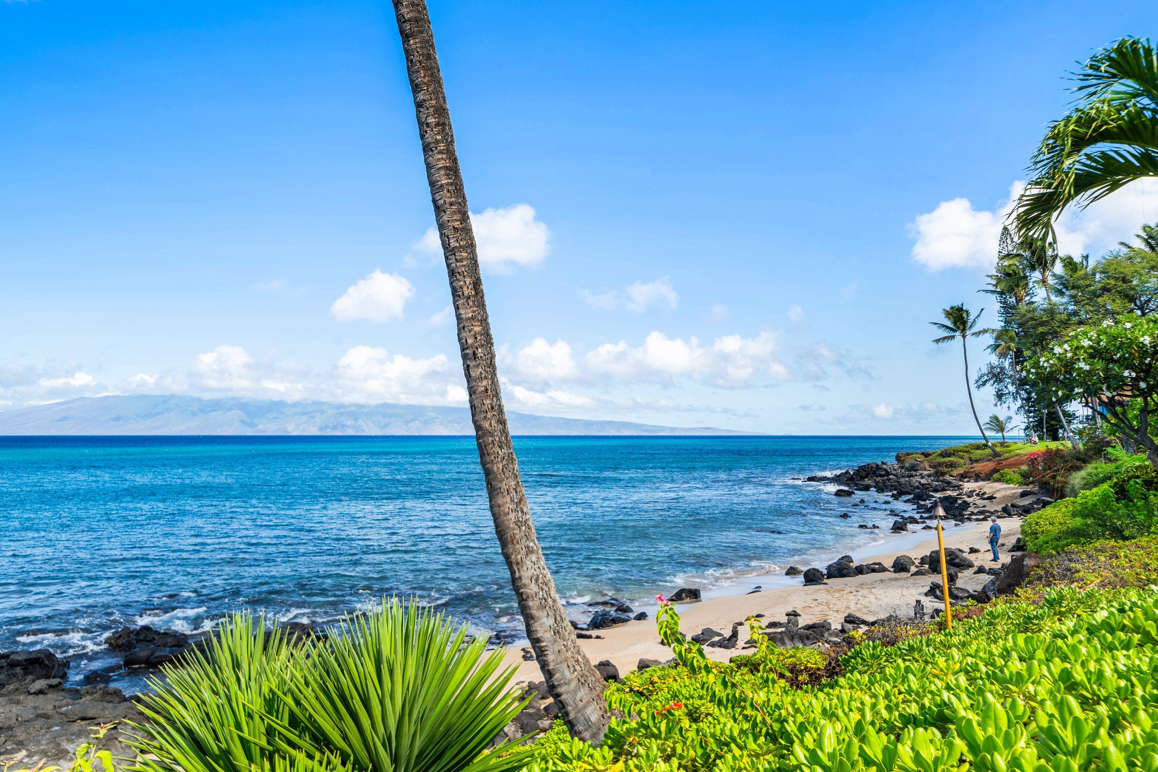 A tropical beach with a clear sky, a palm tree, and a rocky shoreline.