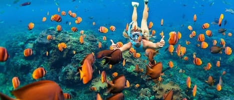 En person som snorklar tillsammans med en grupp fiskar i klart, blått vatten.