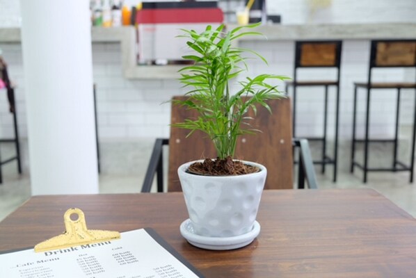 A potted plant on a wooden table with a drink menu.