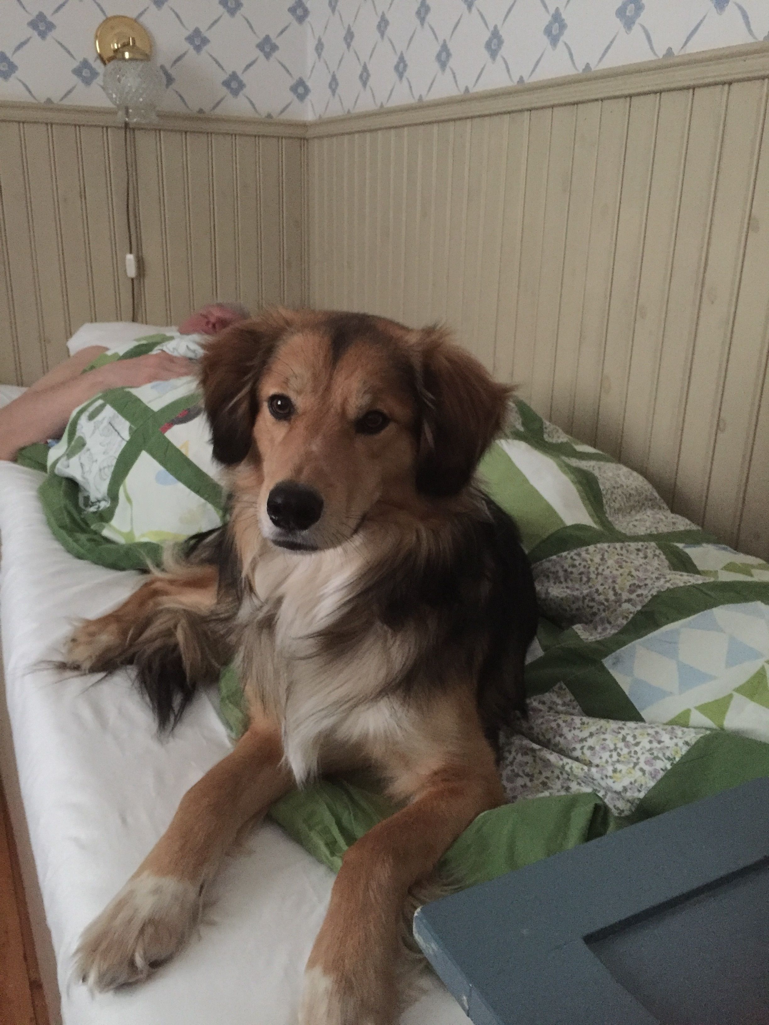 A dog lying on a bed with a patterned pillow and a blanket.