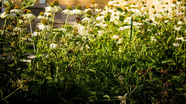 Una puerta roja con un ventanal, rodeada de plantas verdes y flores blancas.