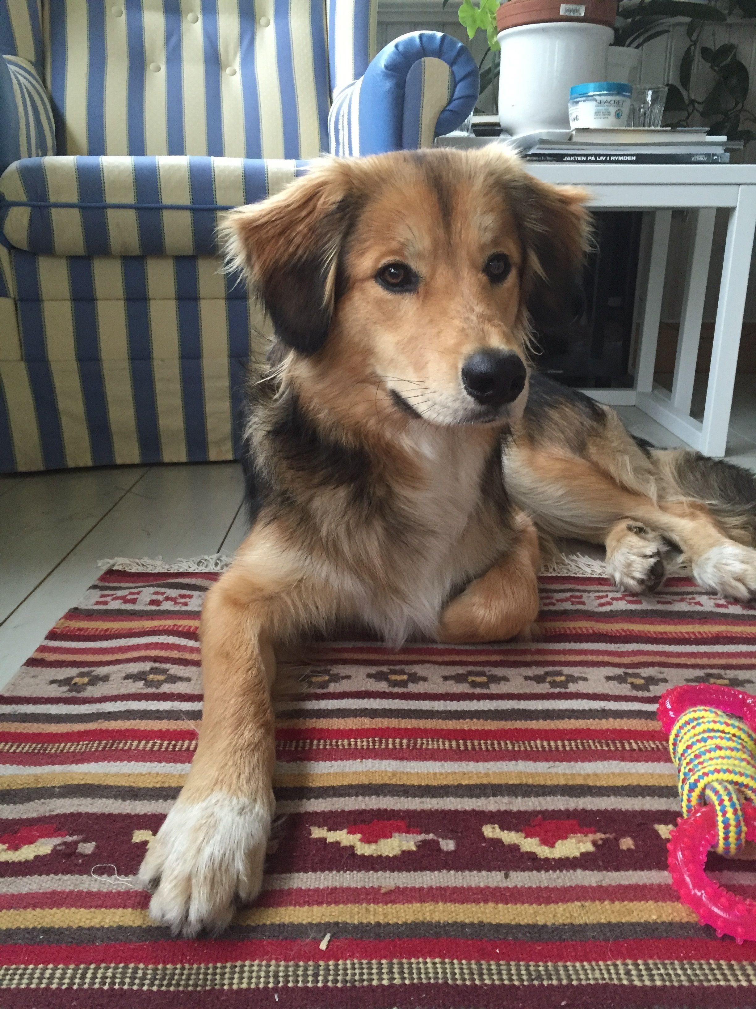 A dog lying on a patterned rug in a room with striped furniture and a white table.