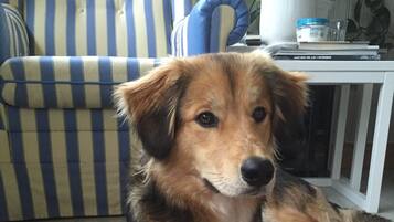 Ein Hund liegt auf einem gemusterten Teppich in einem Raum mit gestreifter Möbel und einem weißen Tisch.