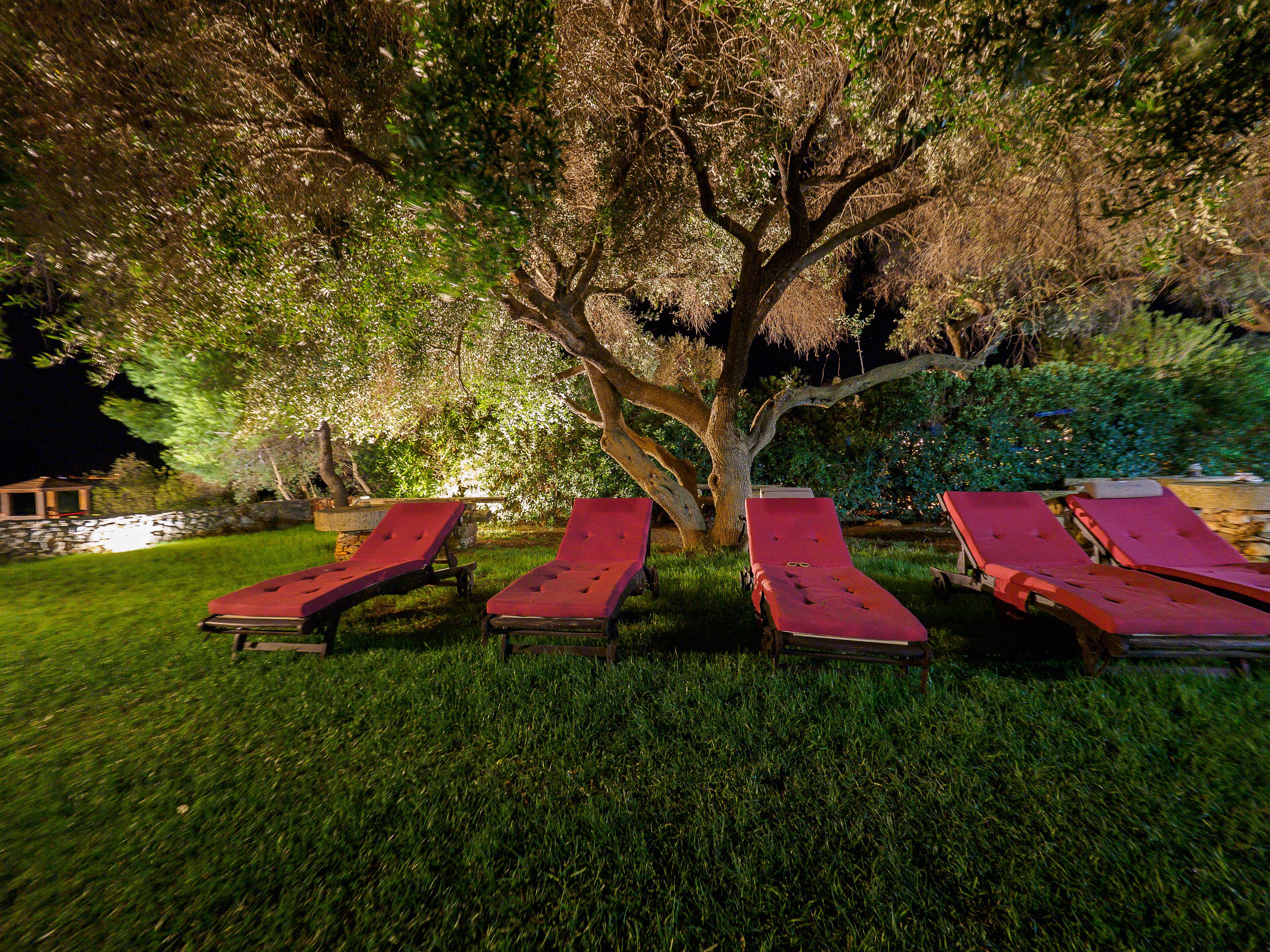 Un espace extérieur bordé d’arbres, avec des chaises longues disposées en rangée.