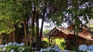 A rustic cabin surrounded by lush greenery and hydrangea bushes.