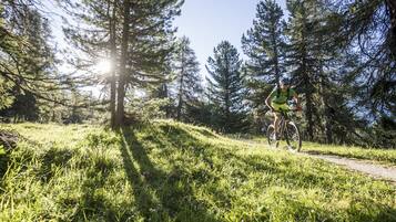 Un cycliste sur un chemin de terre, entouré de grands arbres et baigné par la lumière du soleil qui filtre à travers les feuilles.