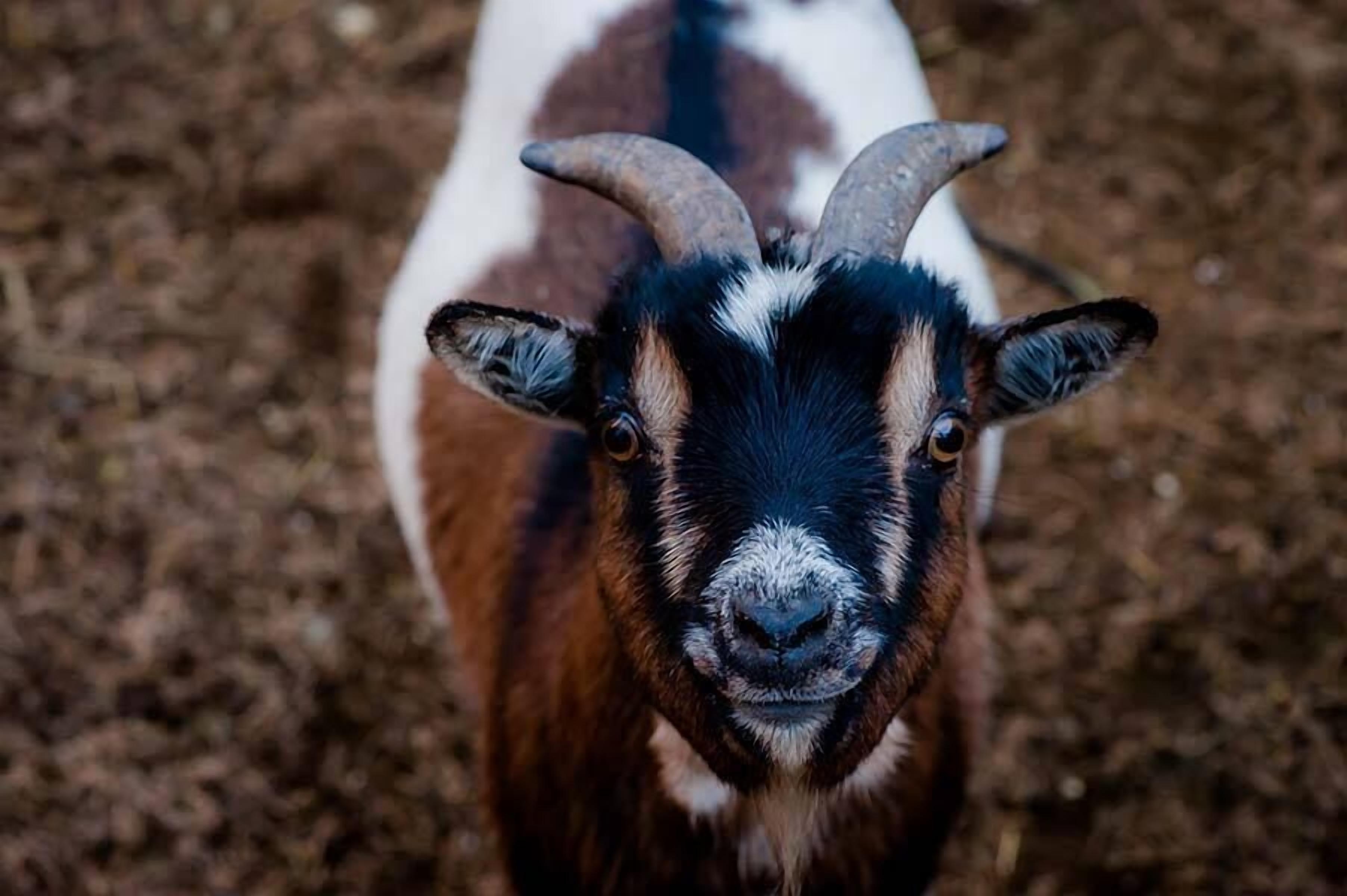 children’s activities