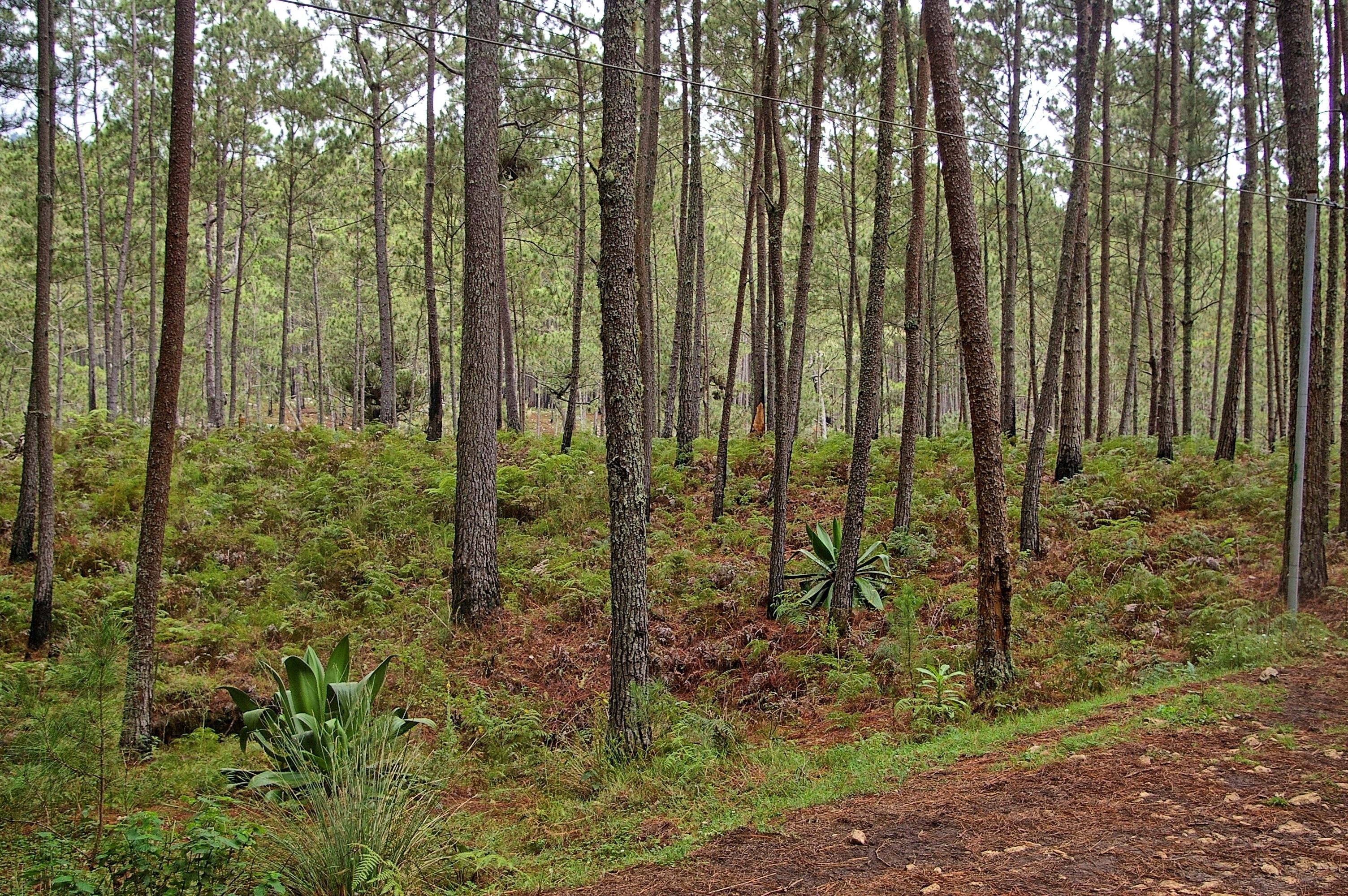 Un bosque denso con árboles altos y un sendero de tierra.