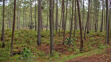 Un bosque denso con árboles altos y un sendero de tierra.