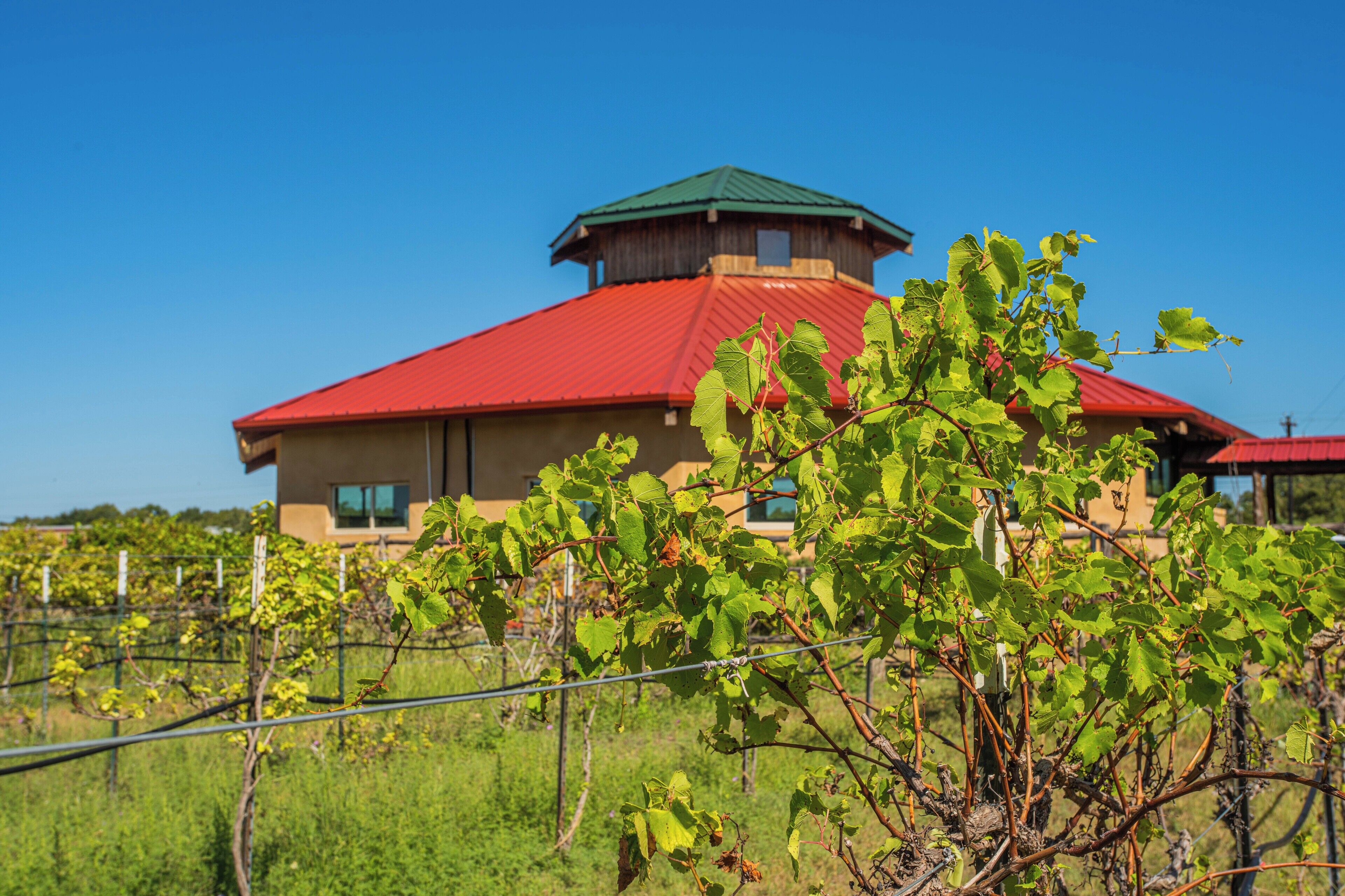 A building with a red roof and a green top, surrounded by vineyard rows.
