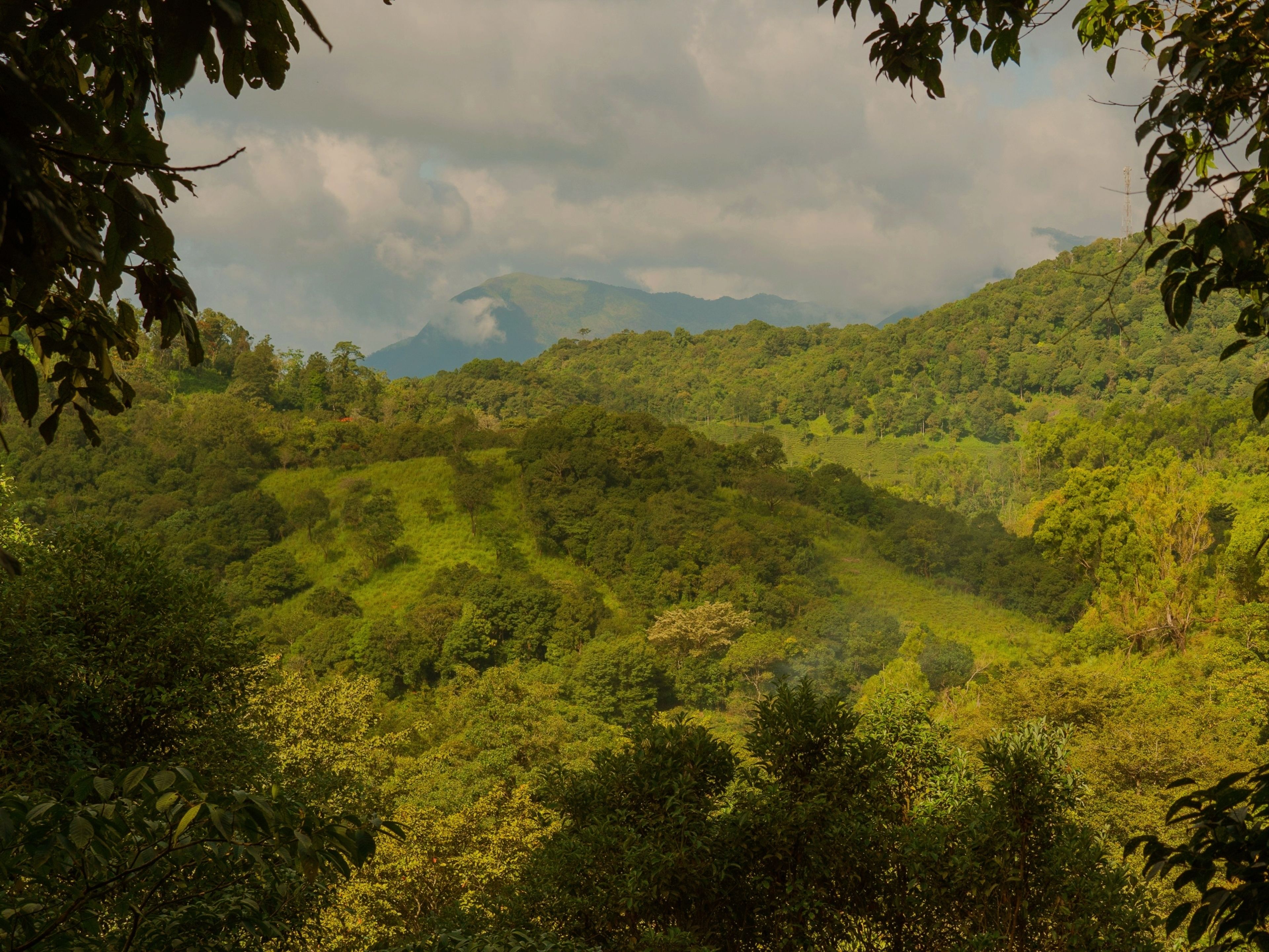 A lush green landscape with dense vegetation and a mountain in the background.