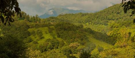 A lush green landscape with dense vegetation and a mountain in the background.