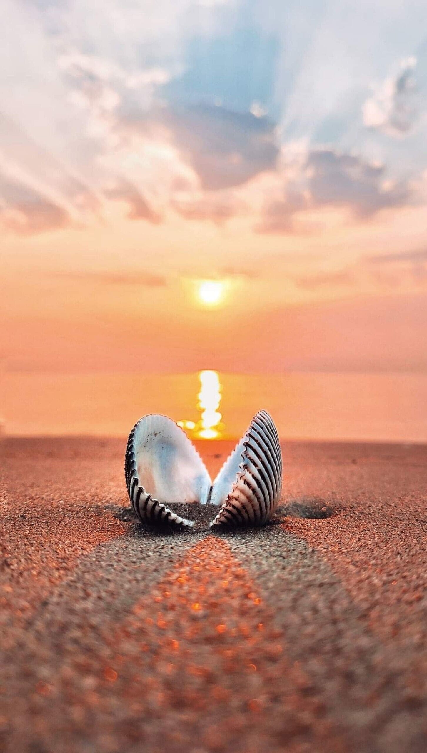 A seashell on a sandy surface with a sunset in the background.
