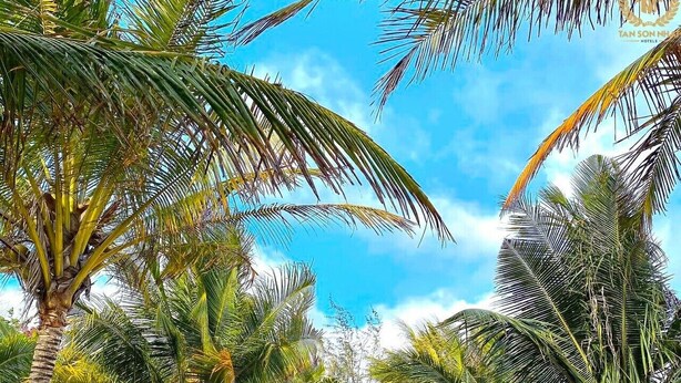 A pathway lined with palm trees leading to a beach area. - Tan Son Nhat Con Dao Resort (Ho Chi Minh City)
