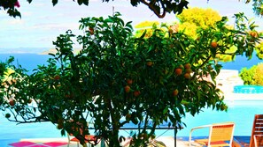 Un árbol con naranjas en un entorno exterior soleado.