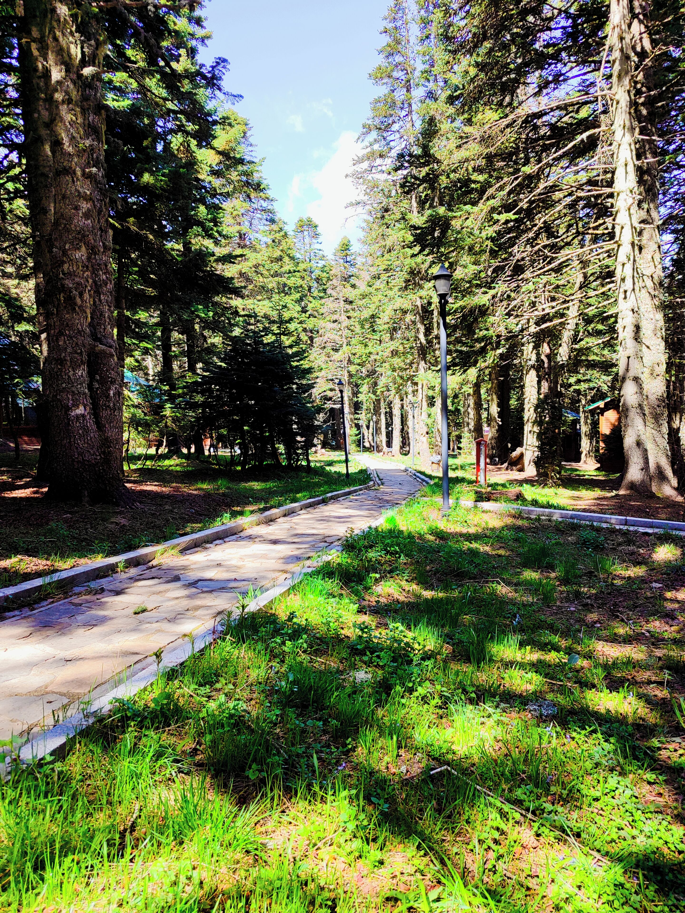 Un sentier traversant un parc, bordé d’arbres et éclairé par un lampadaire.