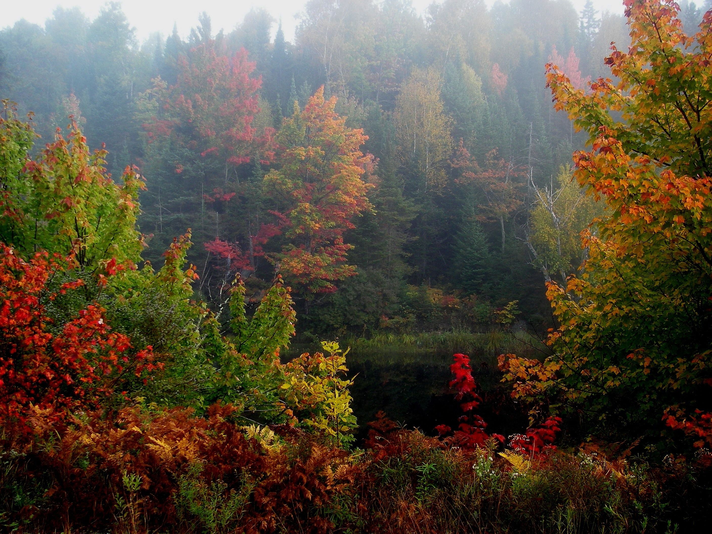 A forest with autumn foliage.