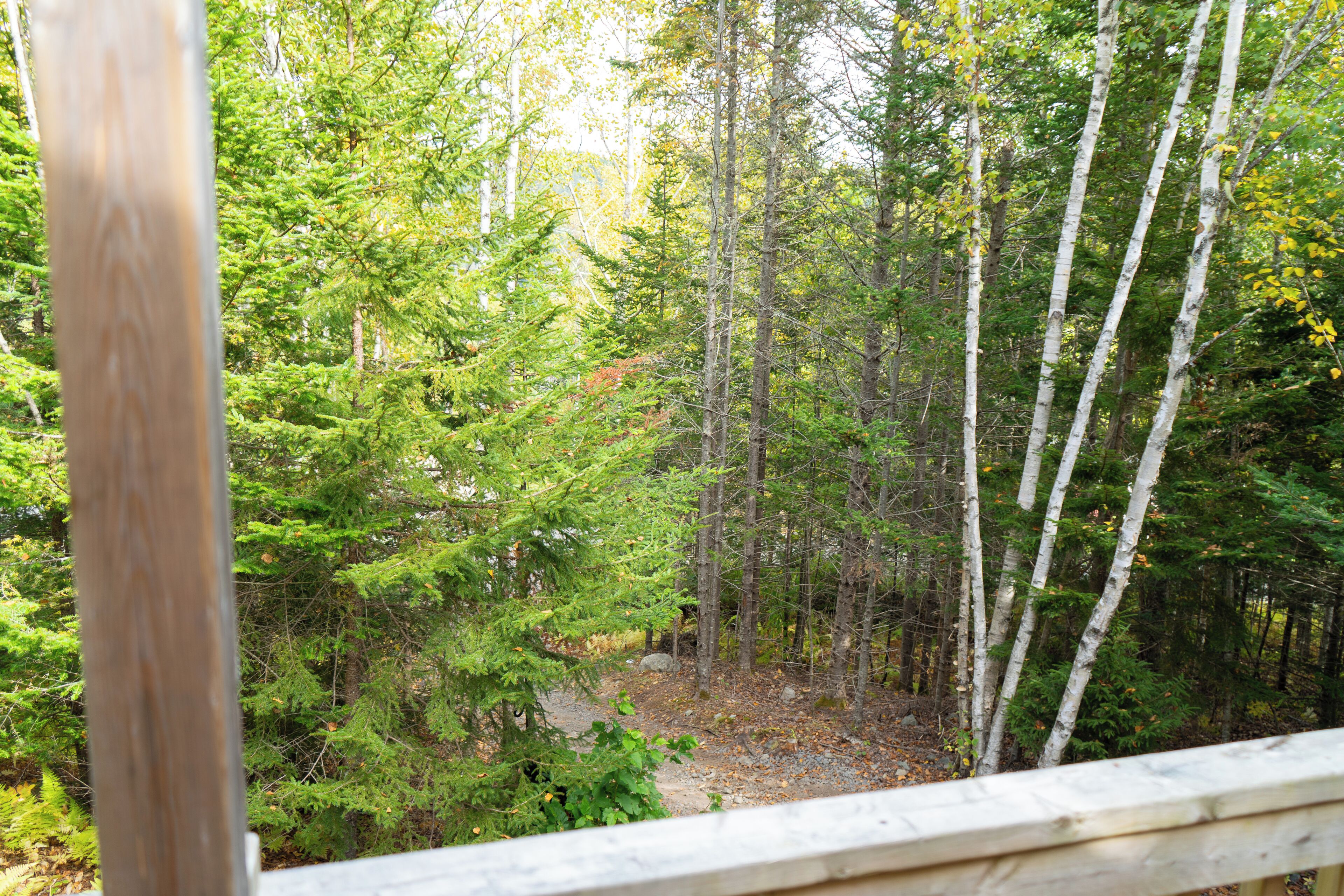 A forested area with a wooden deck.