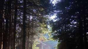 A stone pathway leading to a wooden cabin surrounded by tall trees. - Uludag Orman Koskleri (Bursa)