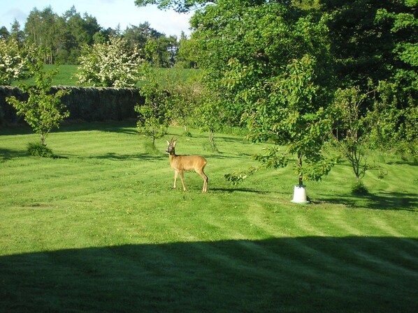 A deer in a grassy field with trees and a stone wall in the background. - Balhousie Farm (Leven)