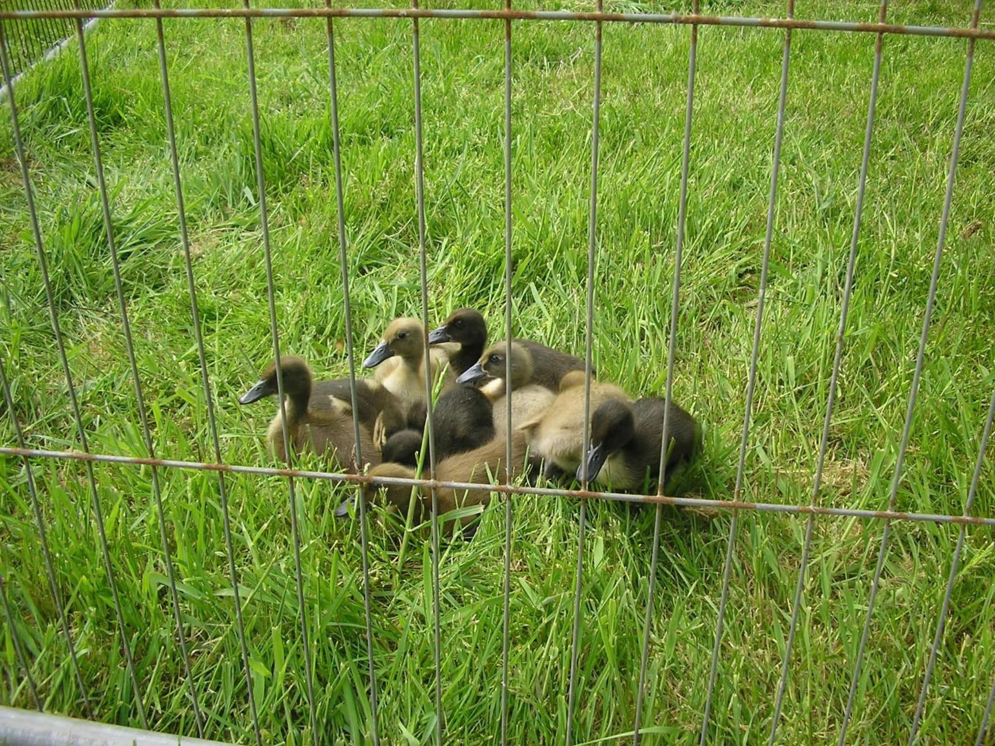 A group of ducklings in a grassy enclosure with a metal fence.