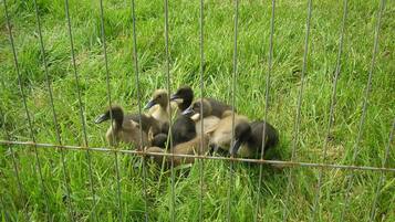 A group of ducklings in a grassy enclosure with a metal fence.
