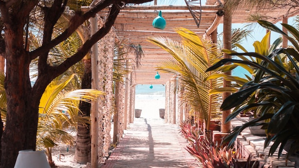 A pathway lined with palm trees and a wooden pergola with hanging lights.