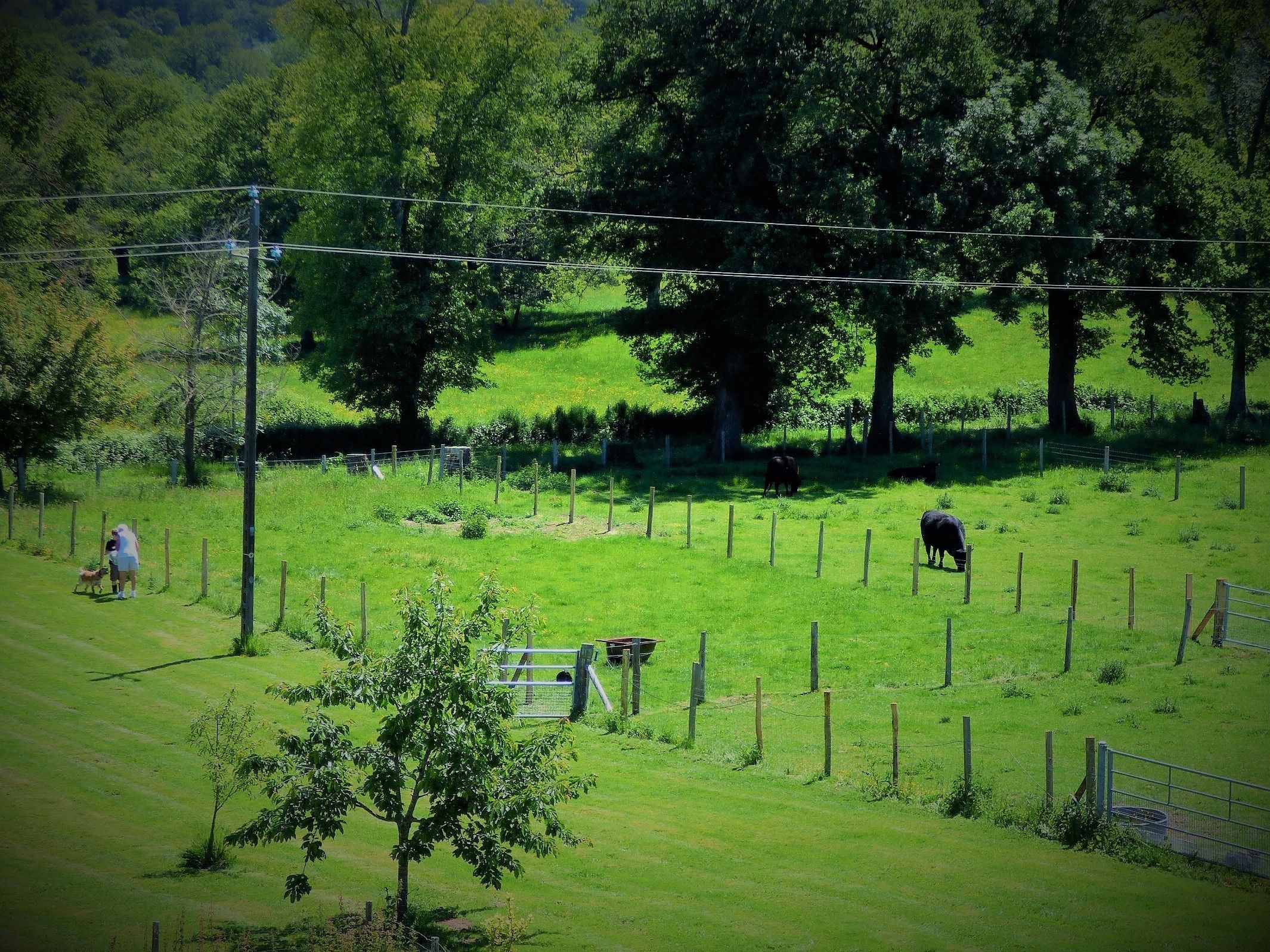 Paisaje rural con un cercado, árboles y algunas vacas.