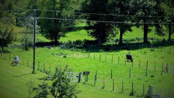 Paisaje rural con un cercado, árboles y algunas vacas.