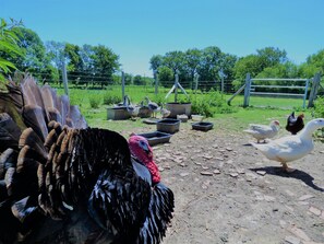 每日供應歐陸早餐 (每人 EUR8)