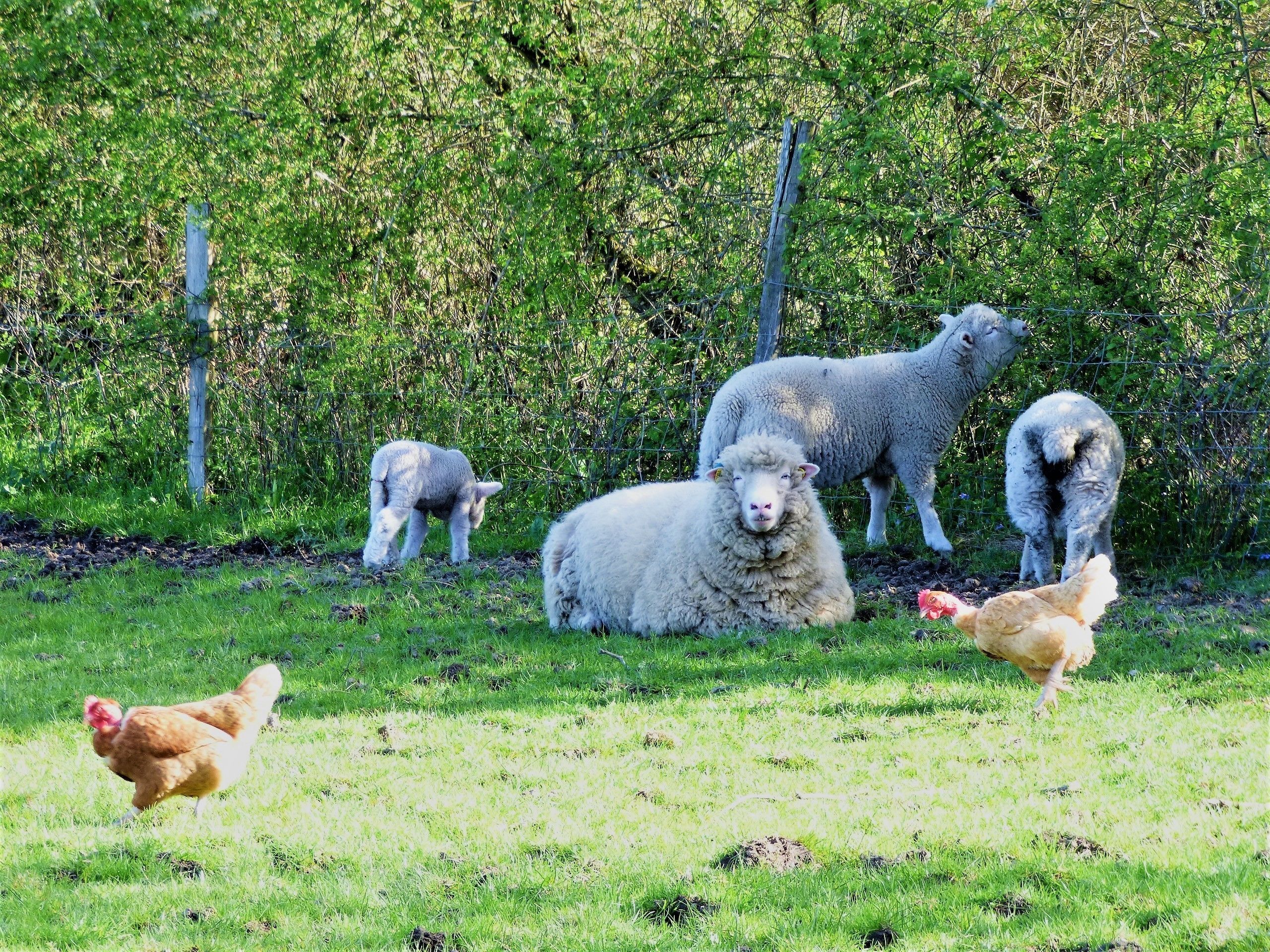 Un champ herbeux, délimité par une clôture, avec des arbres et quelques animaux, notamment des moutons et des poulets.