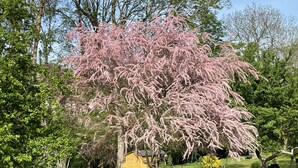 Ein Garten mit einem großen Baum mit rosa Blüten, einem kleinen gelben Schuppen und einer Rasenfläche.