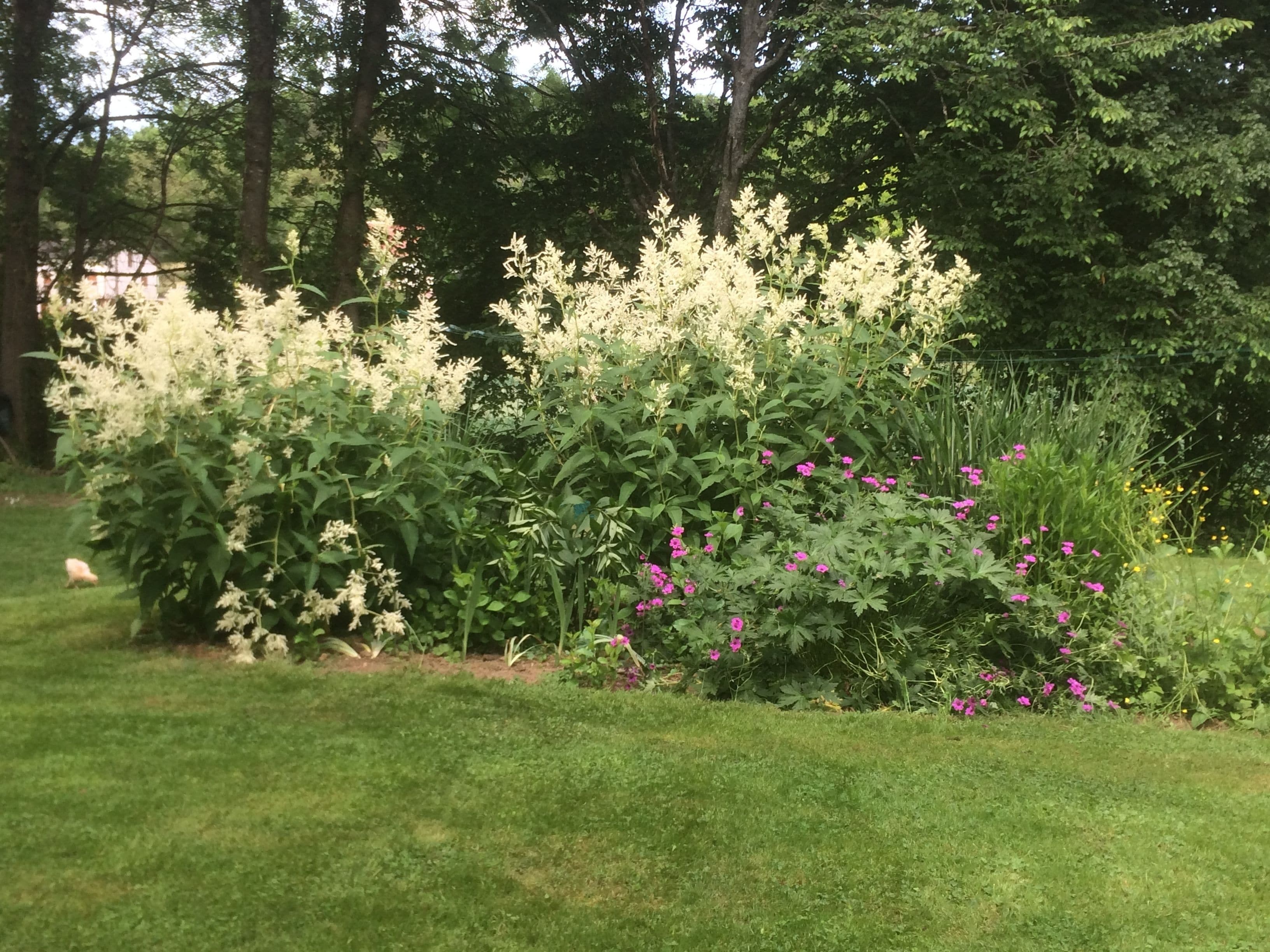 A garden with various plants and flowers, including white and pink blooms, and a grassy area.