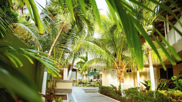 A pathway flanked by lush green palm trees and tropical plants, leading to a building with a modern architectural style. - Hotel Isla Bonita (San Andrés)