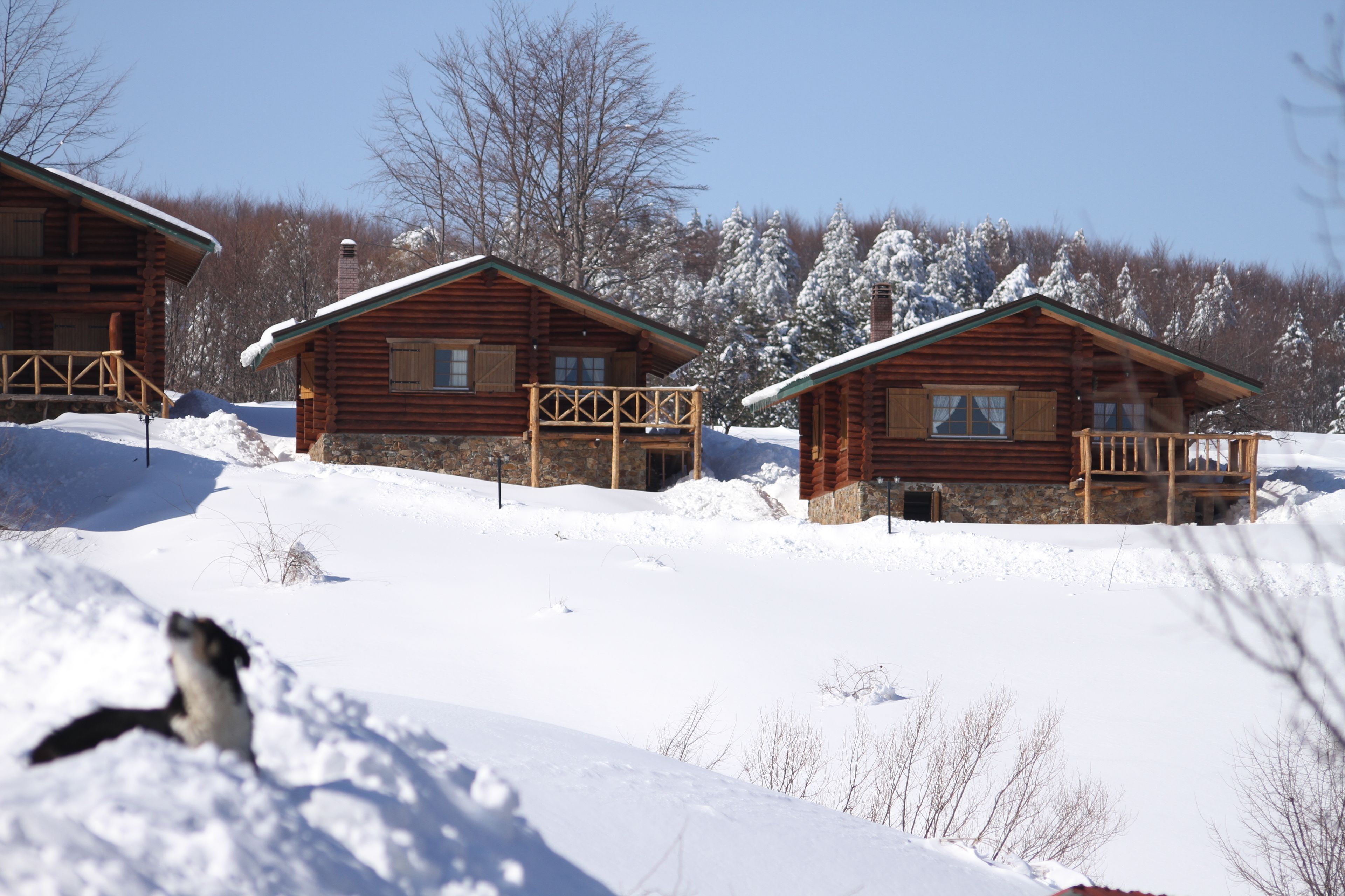 A log cabin with a balcony, surrounded by snow-covered trees.