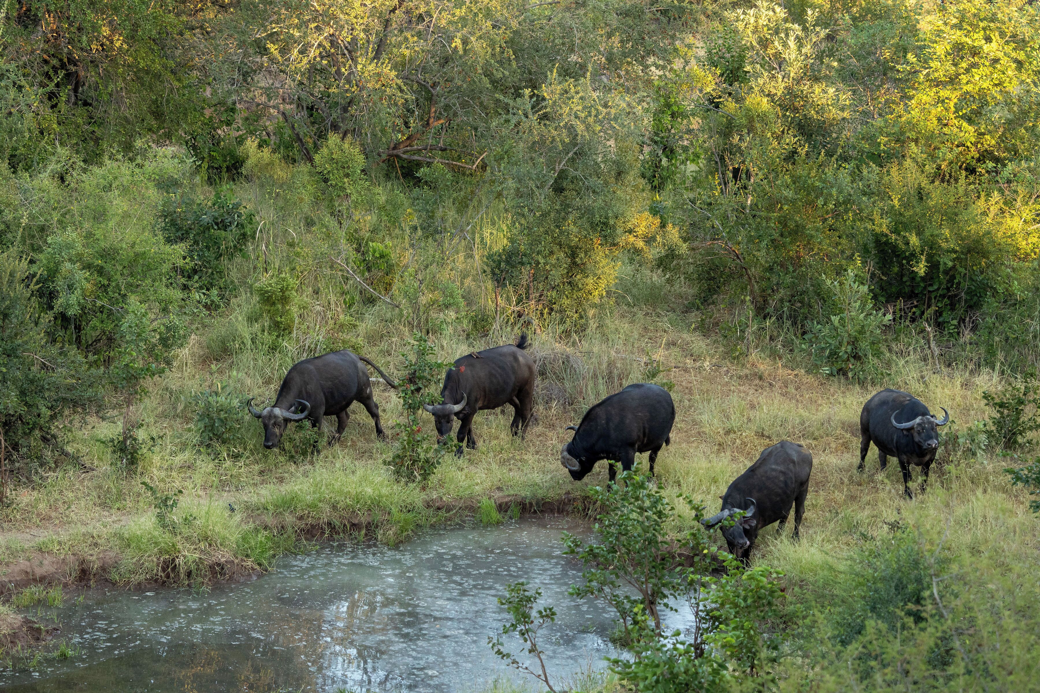 A group of buffalo grazing near a water body surrounded by dense vegetation.