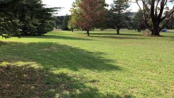 A grassy park area with trees and a clear sky.