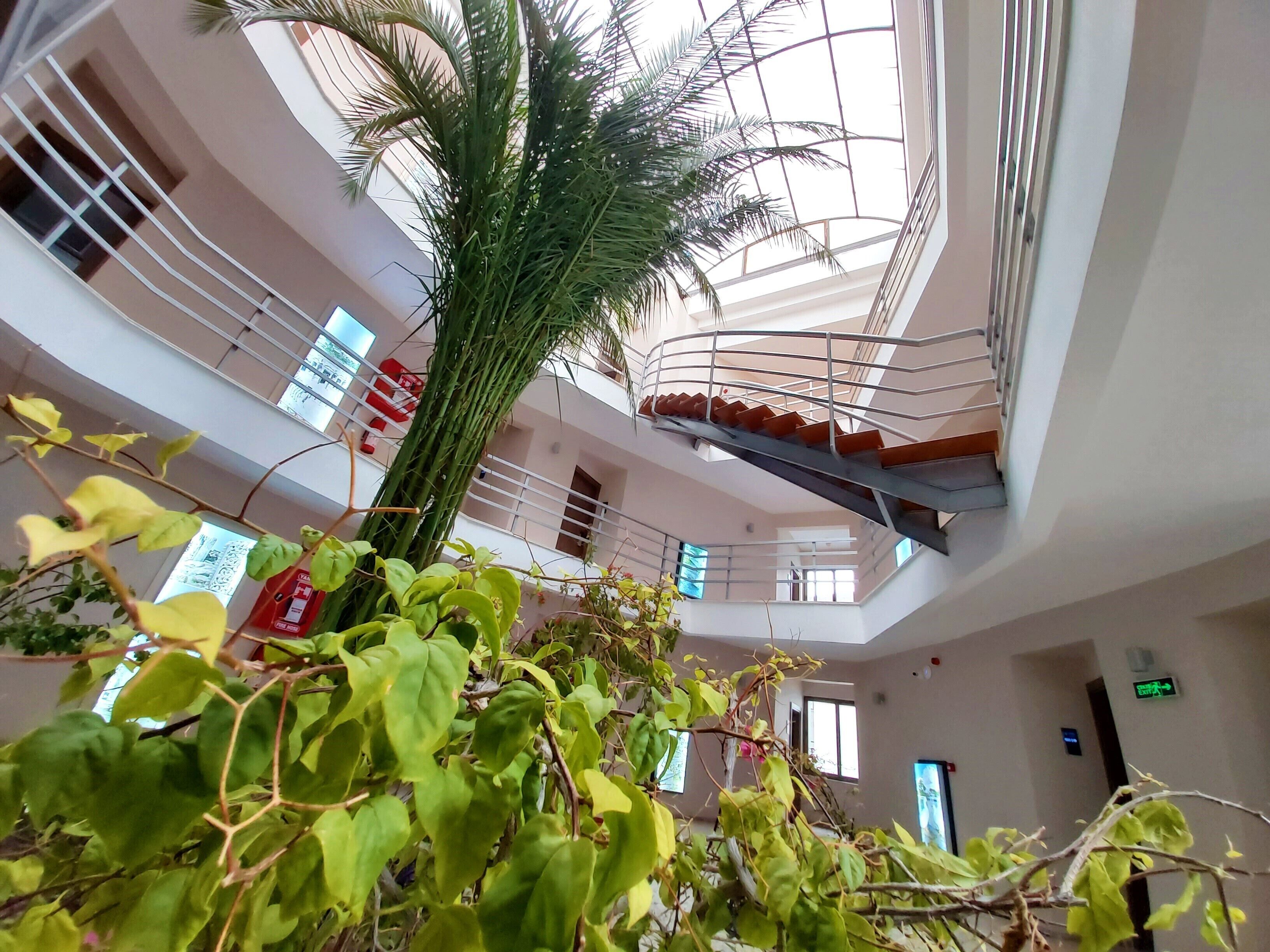A multi-level atrium with a central staircase, a large palm tree, and various indoor plants.