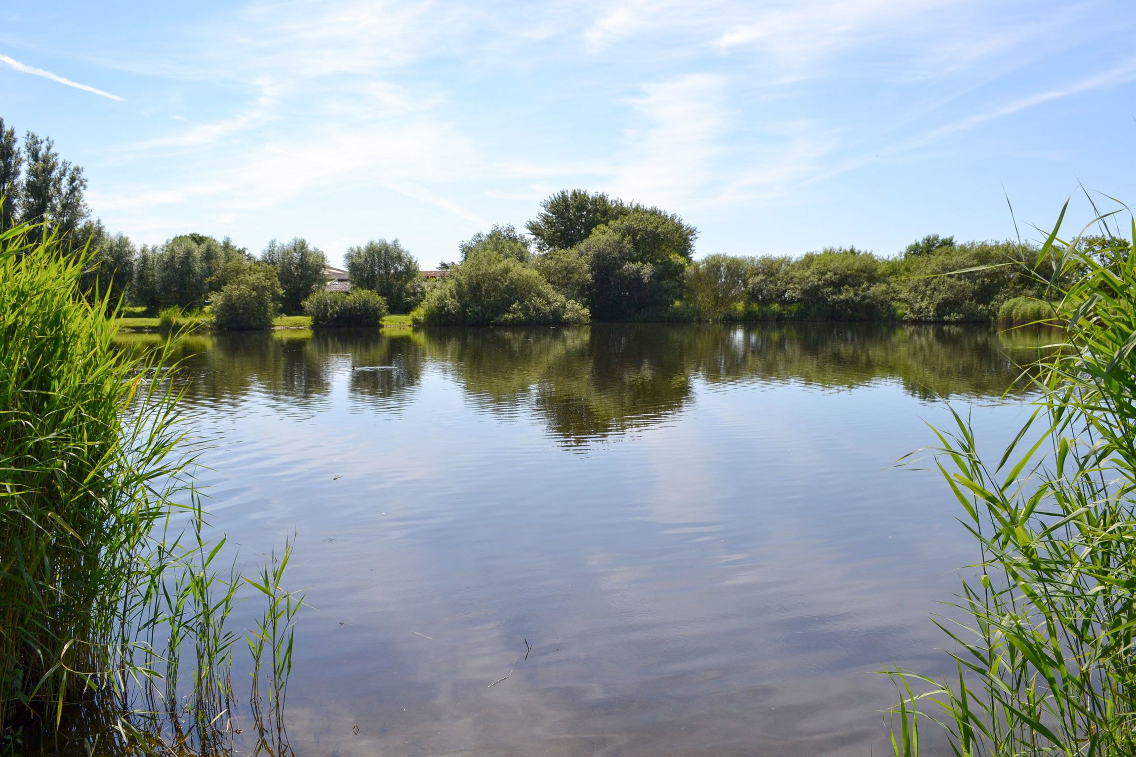 Ein ruhiger See, umgeben von üppiger Vegetation und Bäumen.