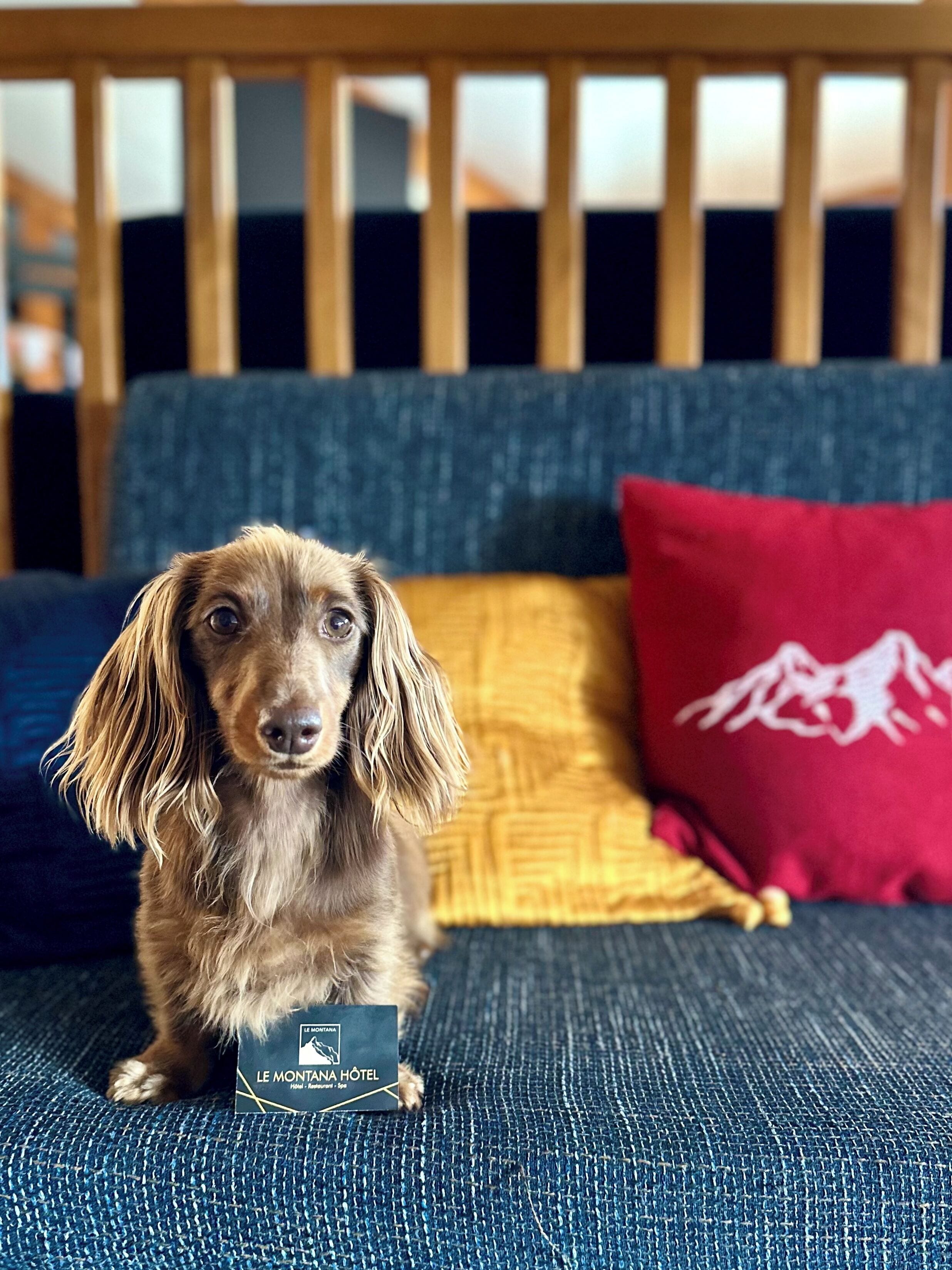 A dog sitting on a blue couch with a red pillow and a mountain design, in a room with a wooden headboard.