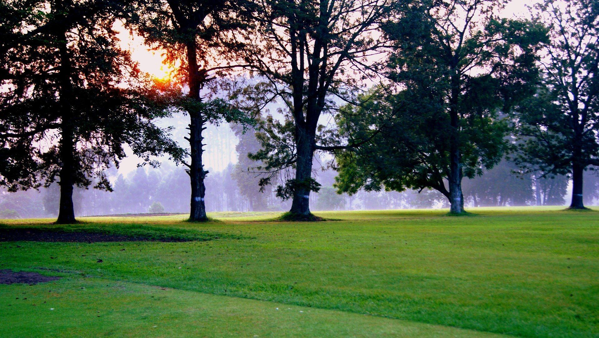 A grassy field with trees and a misty background.