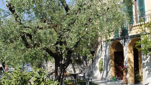 Un espace extérieur aménagé avec des tables et des chaises, entouré d’une végétation luxuriante et d’un grand arbre.