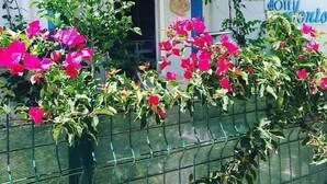 A building with a blue and white facade, a visible entrance, and a sign with partially visible text. - Hotel Antonio (Cesme)