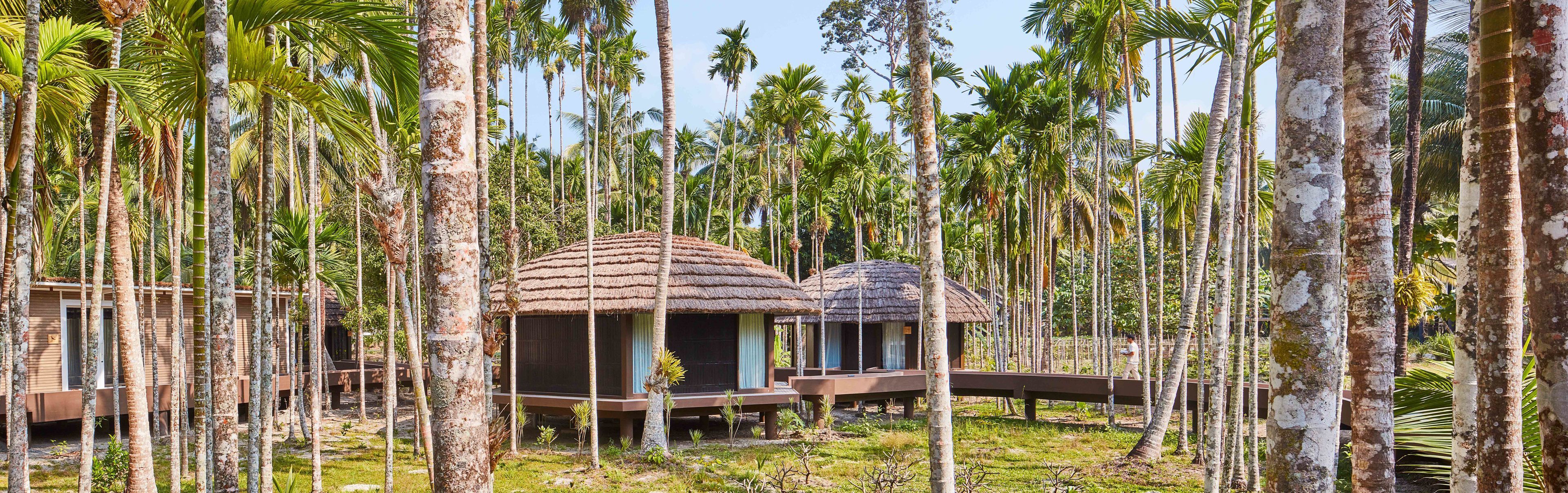 A resort with thatched-roof huts surrounded by tall palm trees.