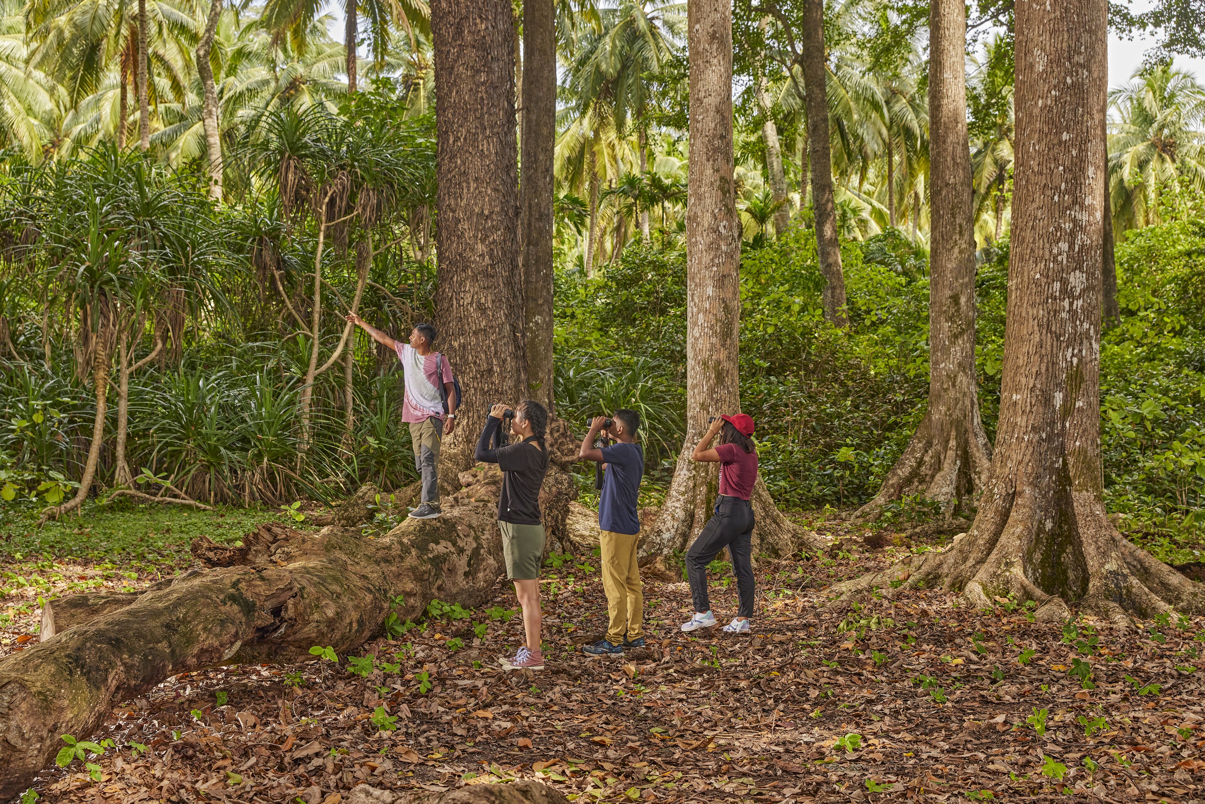 A group of people standing on a fallen tree trunk in a forest with tall trees and dense foliage.