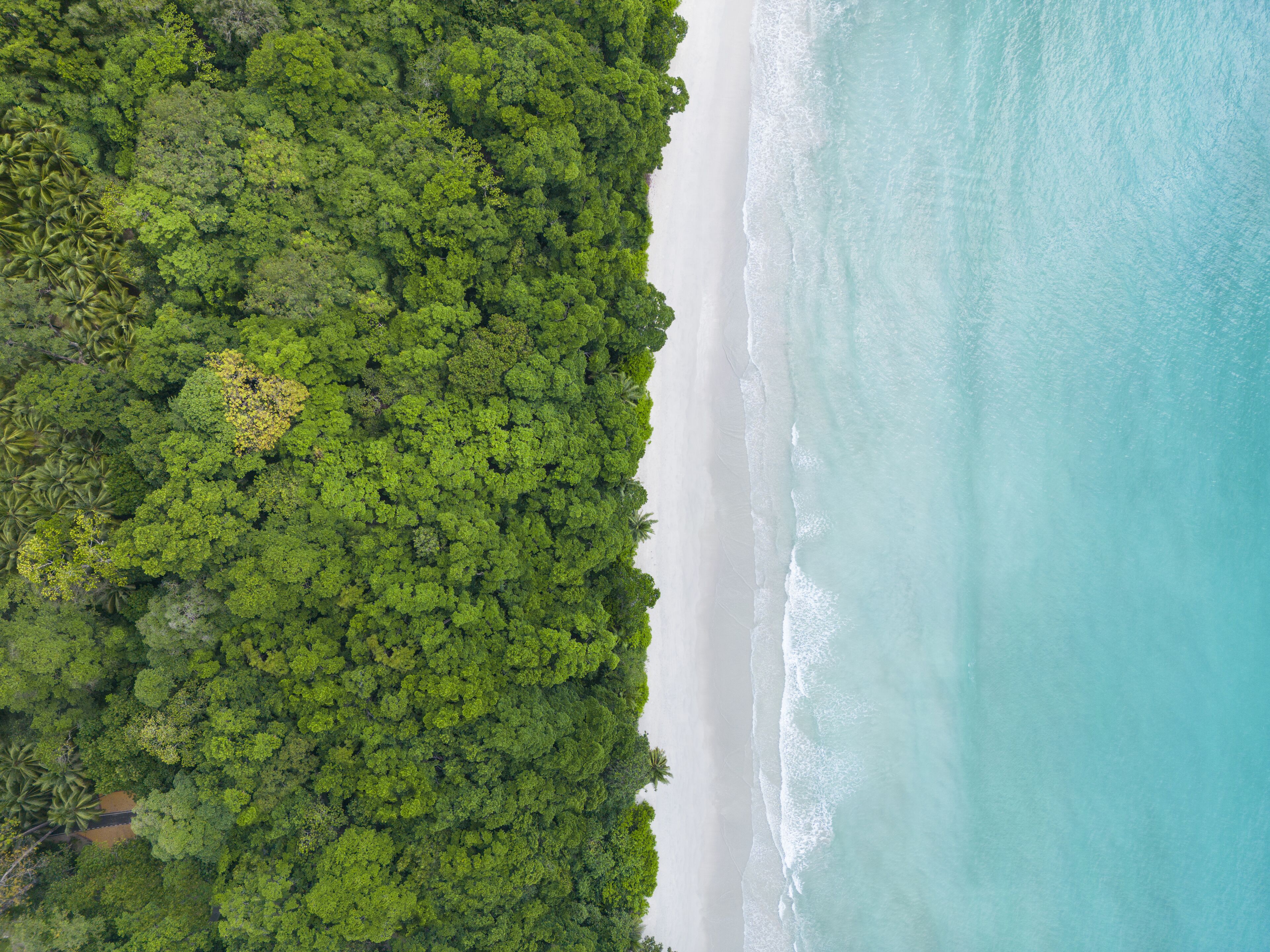 An aerial view of a beach with dense green foliage on one side and a sandy beach on the other.