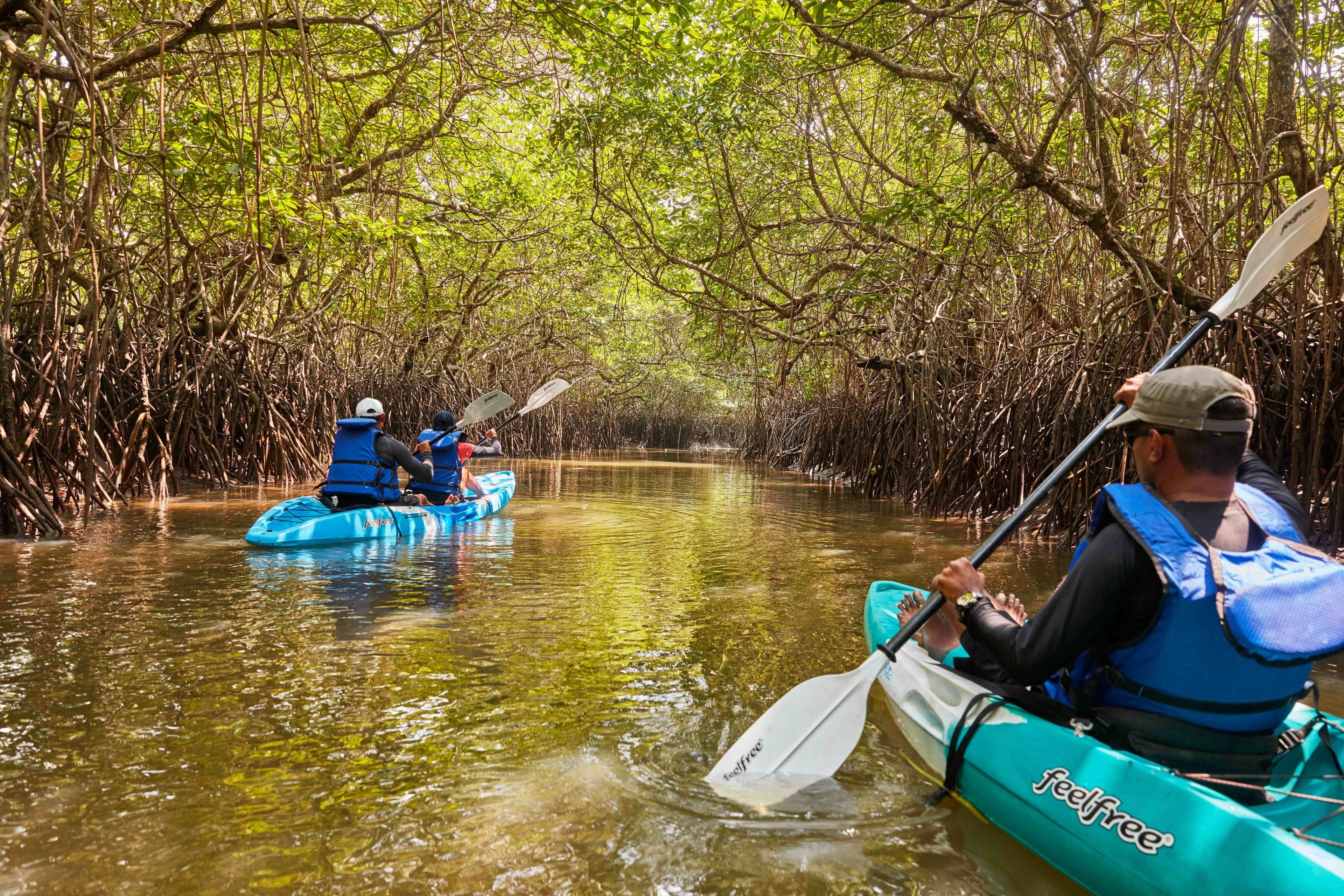 Dois caiaques em um rio calmo, rodeados por densa vegetação de mangue.