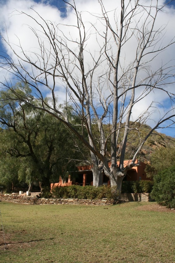 A large tree with a clear view of a building in the background.