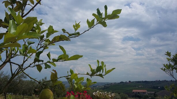 A balcony with potted plants and a view of a rural landscape. - I Tufi (Colonnella)