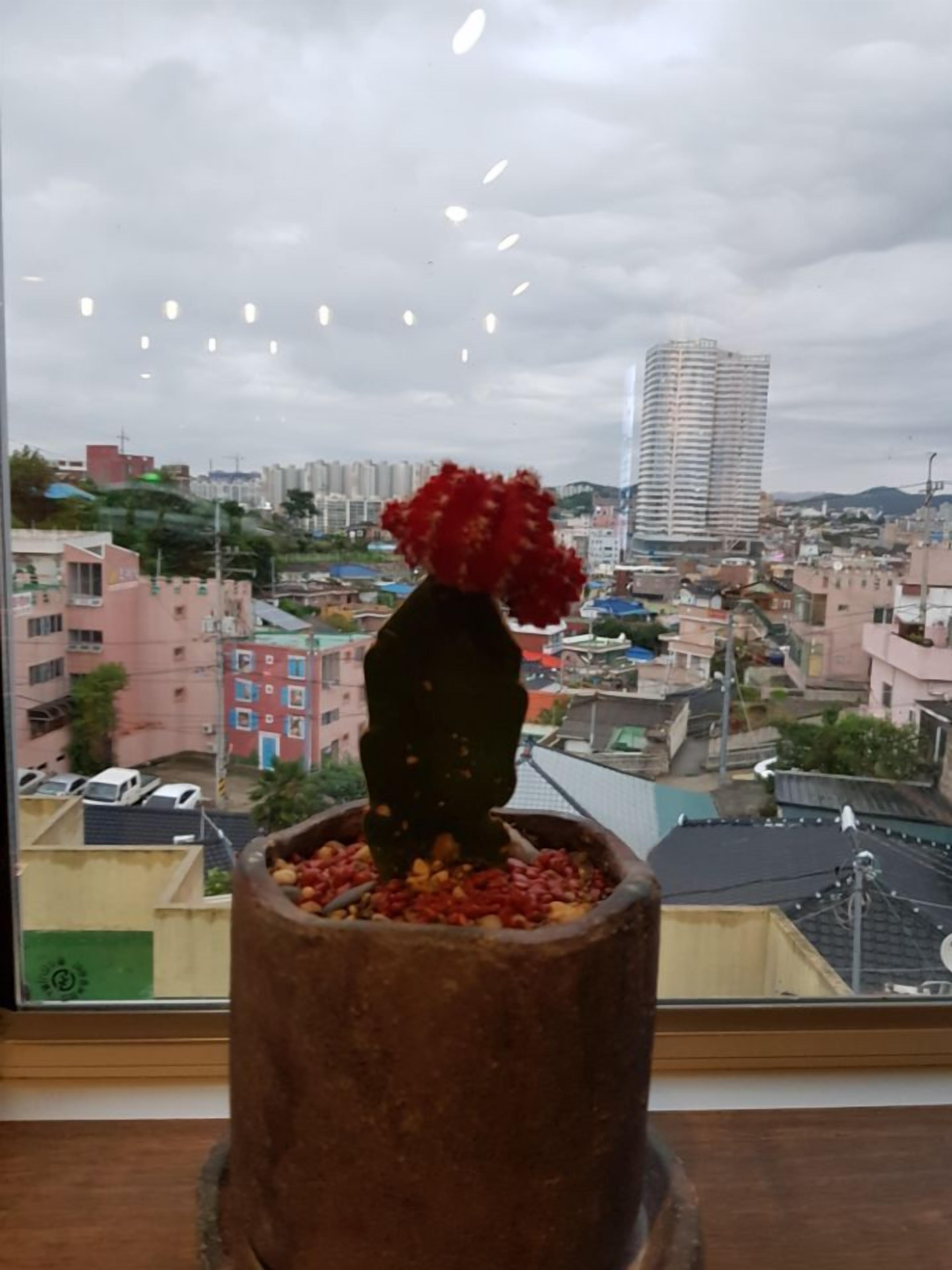 A cactus in a terracotta pot on a windowsill with a cityscape view.